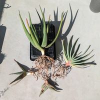 アロエ,クマラ プリカティリス,多肉植物,鉢植え,植え替えの画像