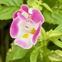 トレニア,ハナウリクサ,さんぽ,熱帯アジア原産,アゼナ科の画像