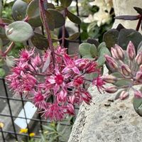 ペンタス,ミセバヤ,ペンタス ギャラクシー,花のある暮らし,星形のお花の画像