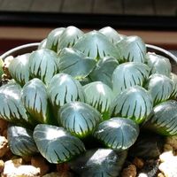 ハオルチア,ハオルチア,金子特黒オブツーサ,坂田黒紫オブツーサ,多肉植物の画像