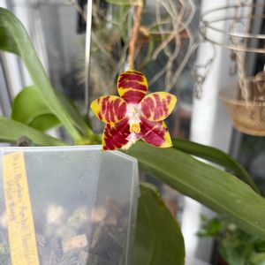 コチョウラン,胡蝶蘭,Phal.Brother Ambo Passion 'Hsia#49',洋蘭,ラン科の画像