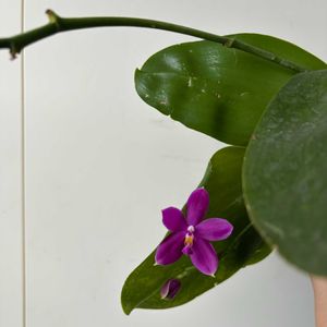 コチョウラン,胡蝶蘭,Phal.speciosa 'Blue Sky' × Phal. violacea Indigo.,洋蘭,ラン科の画像