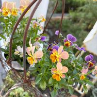 ビオラ,ガーデニング,マイガーデン,手作りの庭,花のある暮らしの画像