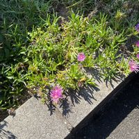 マツバギクの画像