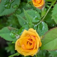 黄色い花,バラ・ミニバラ,平和を願う☆,小さな庭の画像