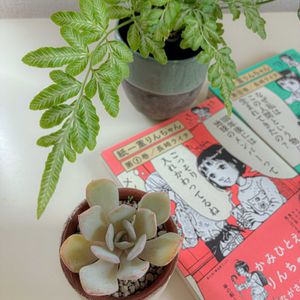 プテリス,エケベリア,プテリス  エバージェミエンシス,多肉植物,観葉植物の画像
