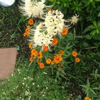 コムラサキ,ヒガンバナ,月下美人,今日のお花の画像