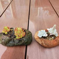 爪蓮華,子持ち蓮華,屋外多肉棚,庭の画像