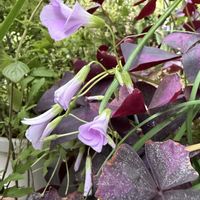 オキザリス・トライアングラリス,地植え,花のある暮らし,紫色の葉っぱ,素敵の画像