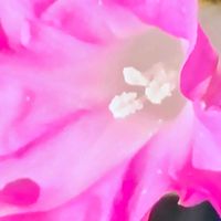 アサガオ,朝顔,ピンクの花,夏の花,夏の終わりの画像