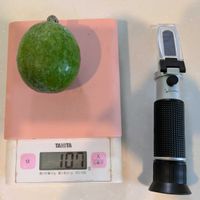 フェイジョア,果実,ガーデニング,果樹,家庭果樹の画像
