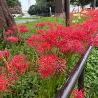 ススキ,ヒガンバナ,ヒガンバナ,ヒガンバナ,唐辛子の花の画像