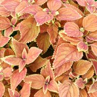 コリウス,花散歩,花のある暮らし,植物のある暮らし,植中毒の画像