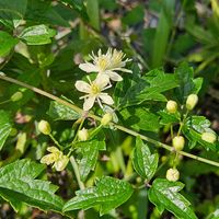 ウメモドキ,タマスダレ,カタバミ,サツマイモ,ボタンヅル（牡丹蔓）の画像