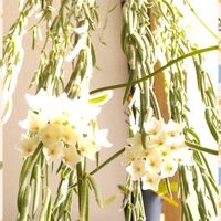 ホヤ・リネアリス,ホヤ ムルチフローラ 天の川 彦星,ホヤ・パキクラダ,ホヤ,花のある暮らしの画像