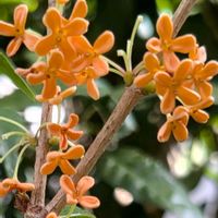 花木,生け垣,植木鉢,吊り鉢,花いろいろの画像