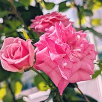 ミニバラ,バラ、薔薇、ばら,プランター,お花のある暮らし,小さな庭の画像