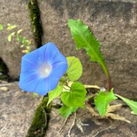 アサガオ,朝顔,夏の花の画像