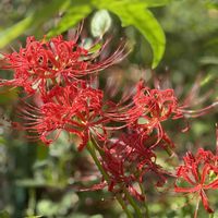 ヒガンバナ,ヤブラン,ツルボ,今日のお花,今日のお庭の画像