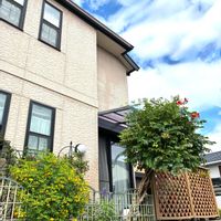 ノウゼンカズラ,ブラシの木,アンデスの乙女,サルビアミスティックスパイヤーズブルー,花のある暮らしの画像