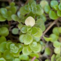 マルバマンネングサ,備忘録,植物美,ベランダの画像
