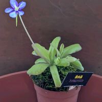 ムシトリスミレ,食虫植物の画像