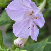 オシロイバナ,オシロイバナ愛好家友の会,オシロイバナいっぱい運動,大好きなお花 ❀,ふしぎ花♡オシロイバナの画像