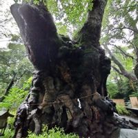 クスノキの画像
