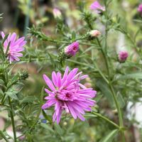 ガーデニング,花のある暮らし,ナチュラルスタイル,おうち園芸,玄関アプローチの画像