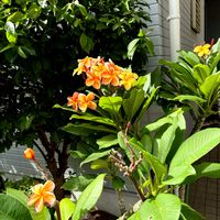 キンセンカ,プルメリア,ポーチュラカ,胡蝶蘭,季節の花の画像