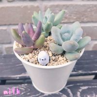 月美人,フーケリーハイブリッド,キャンディグレープ,ガンゾウ,寄せ植えの画像
