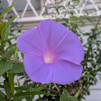 アサガオ,花のある暮らし,咲いてくれてありがとう❤,GS皆様ありがとう,素敵な水曜日の画像