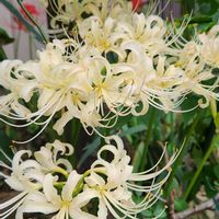 キンモクセイ,ヒガンバナ,今日のお花,白い水曜日♡,チーム千葉✿︎の画像