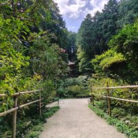 サルスベリ,シダ,苔 こけ,世界平和,ゆるっと苔愛好会の画像