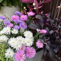 アスター,ツユクサ,寄せ植えの画像