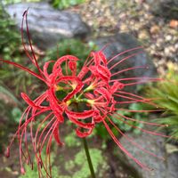 チコリ,ヒガンバナ,ムラサキツユクサ,今日のお花,キュンキュン乙女倶楽部の画像