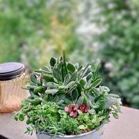 ハムシー,サボテン寄せ植え,狂刺琴糸丸,多肉植物,育てやすい多肉植物の画像