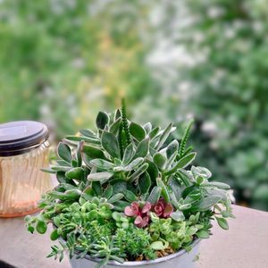 ハムシー,サボテン寄せ植え,狂刺琴糸丸,多肉植物,育てやすい多肉植物の画像