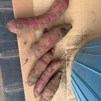 紅はるか,サツマイモ,ガーデニング,可愛い,収穫の画像