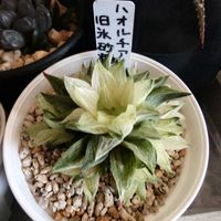 ハオルチア,旧氷砂糖,多肉植物,多肉ちゃん,成長記録の画像