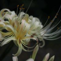 ヒガンバナ,彼岸花  曼珠沙華,彼岸花　ひがんばな,お花,美しいの画像