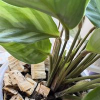 カラテア,観葉植物,成長記録の画像
