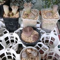 クーペリー,リトープスの仲間達,多肉植物,植え替え,ベランダの画像