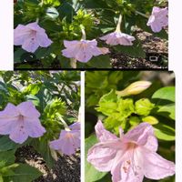 オシロイバナ,オシロイバナ愛好家友の会,オシロイバナいっぱい運動,大好きなお花 ❀,ふしぎ花♡オシロイバナの画像