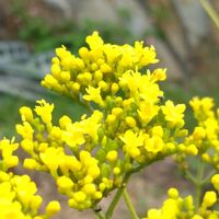 オミナエシ,山野草,花壇の中,歩道脇の画像