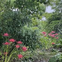 コムラサキ,ニチニチソウ,ヒガンバナ,ブルーサルビア,ヤナギバルイラソウの画像