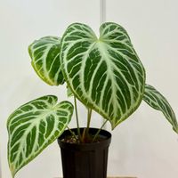 アンスリウム ドラヤキ x シルバーブラッシュ,観葉植物,植え替え,熱帯植物,サトイモ 科の画像