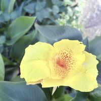 カンナ,散歩,ご近所,秋晴れ,イエローの画像