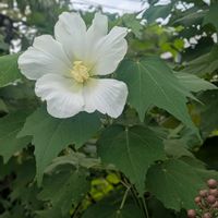 フヨウの画像
