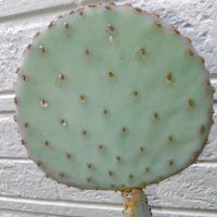 観葉植物,ユーフォルビア,ガーデニング,多肉植物とサボテン,オプンチアの画像